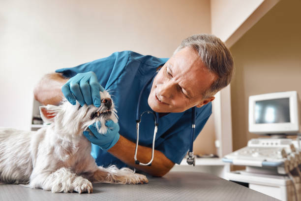 Best Emergency Dental Services for Seniors in Gatesville, TX